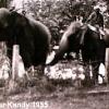 Working Elephants in Kandy, Ceylon