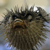 Porcupinefish, also known as a Hedgehogfish. Photo: Linnaea Mallette. CC0 1.0 Public Domain